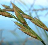 Brachypodium sylvaticum. Соплодия. Абхазия, Гудаутский р-н, обрыв. 09.06.2012.