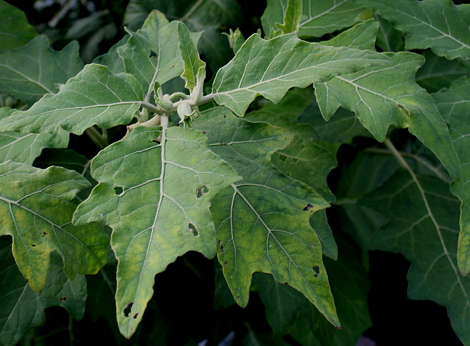 Изображение особи Solanum aethiopicum.