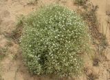 Stellaria dichotoma