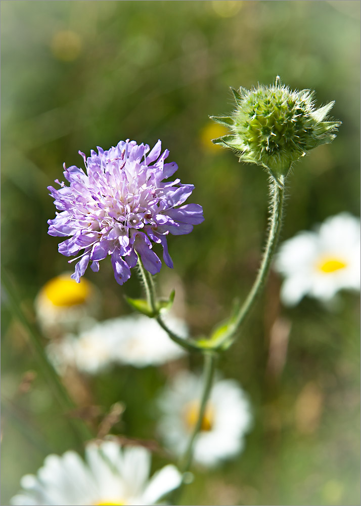 Изображение особи Knautia arvensis.