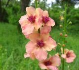 Verbascum × rubiginosum