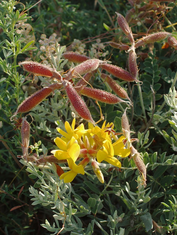 Image of Calophaca wolgarica specimen.