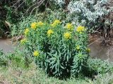 Euphorbia lamprocarpa