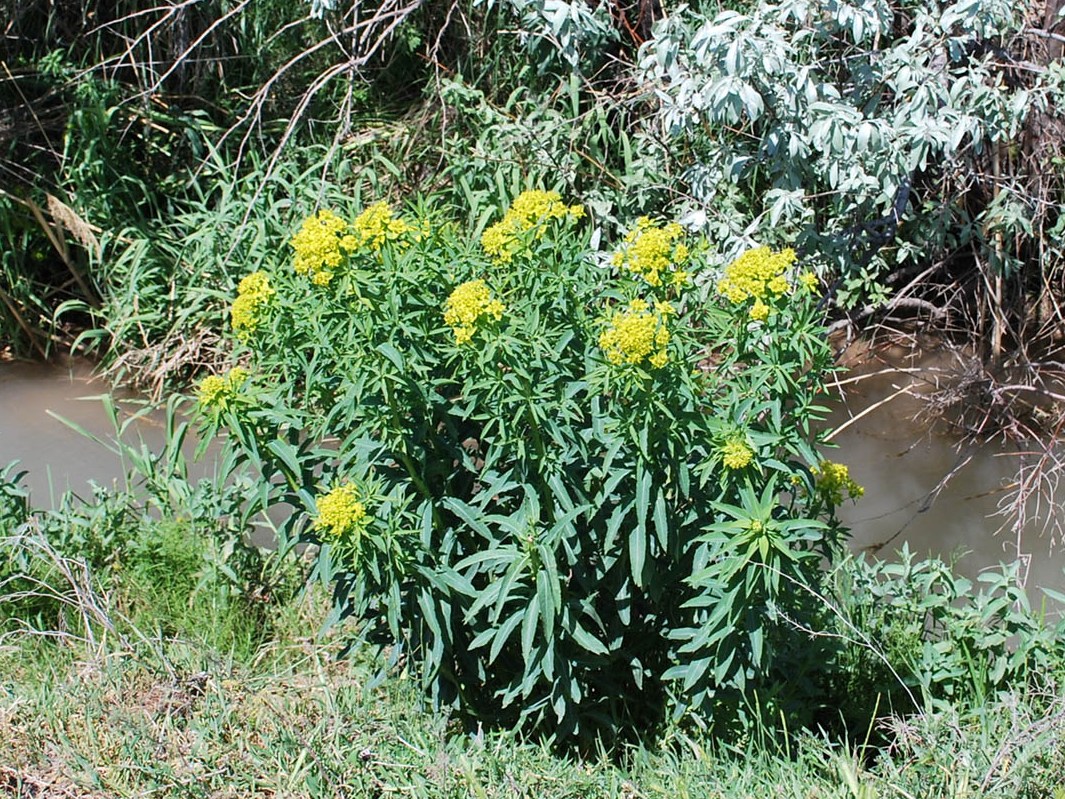 Image of Euphorbia lamprocarpa specimen.