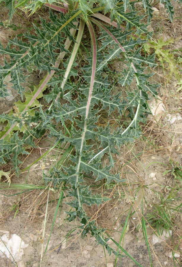 Image of Gundelia tournefortii specimen.