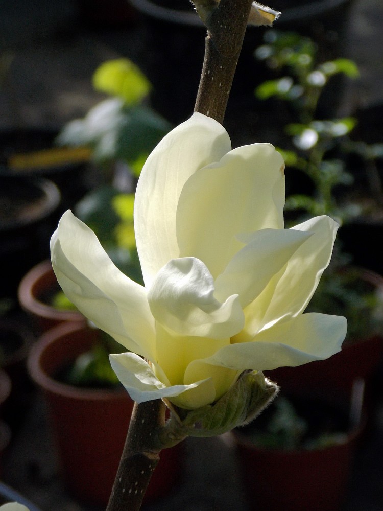 Image of Magnolia denudata specimen.
