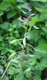 Corydalis solida