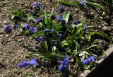 Scilla siberica