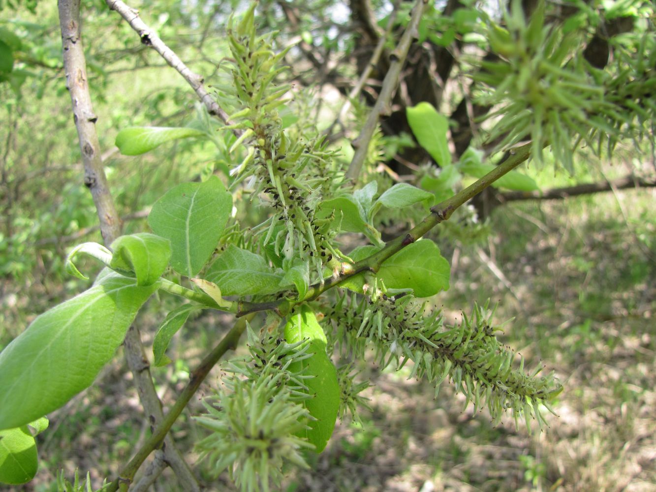 Image of Salix &times; reichardtii specimen.