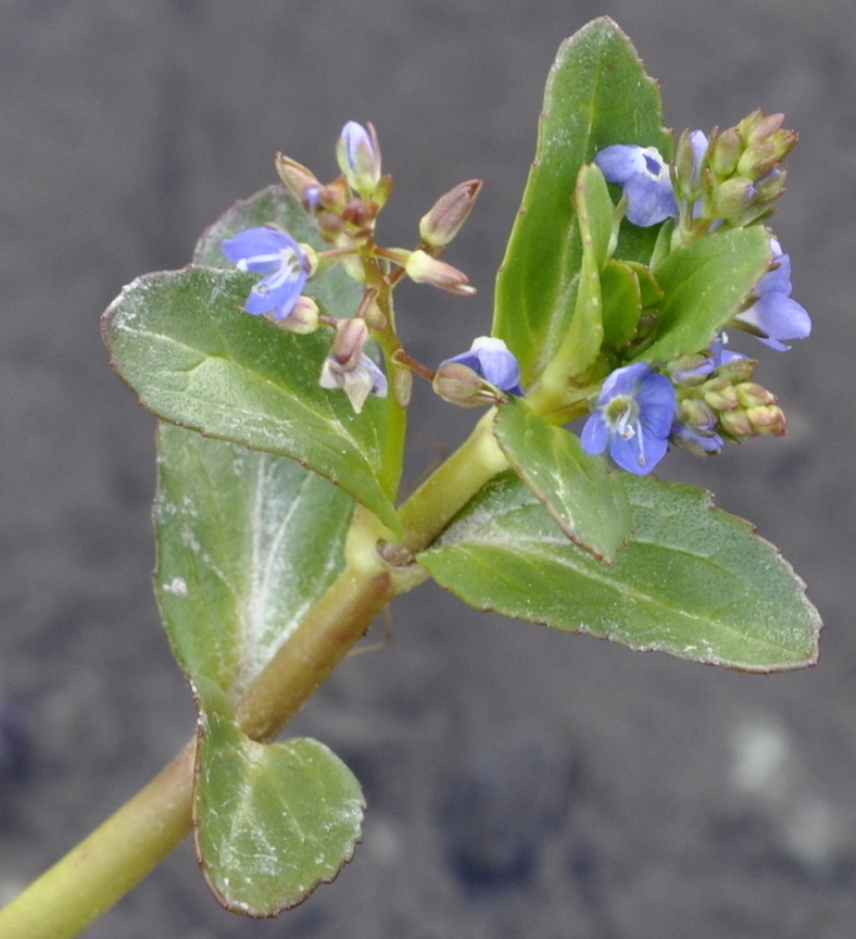 Image of Veronica scardica specimen.