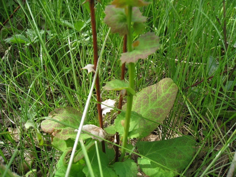 Image of Berberis koreana specimen.