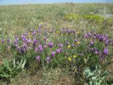 Astragalus onobrychis