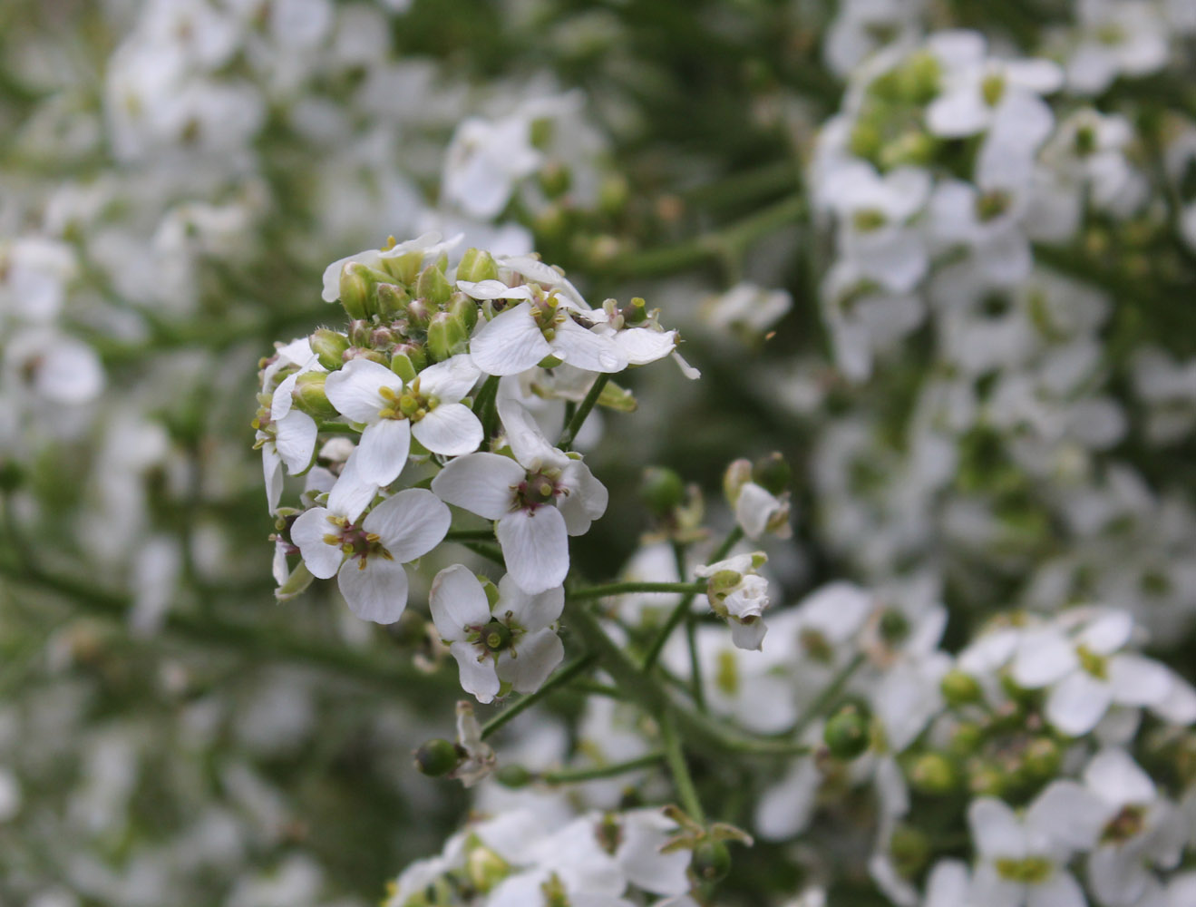 Изображение особи род Crambe.