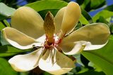 Magnolia hypoleuca