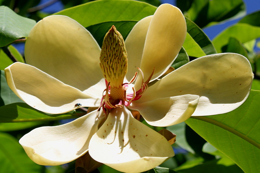 Изображение особи Magnolia hypoleuca.