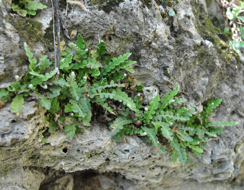 Изображение особи Ceterach officinarum.