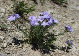 Linum lanuginosum. Цветущее растение. Крым, окр. Ялты, урочище Таракташ, у тропинки. 22 июня 2013 г.