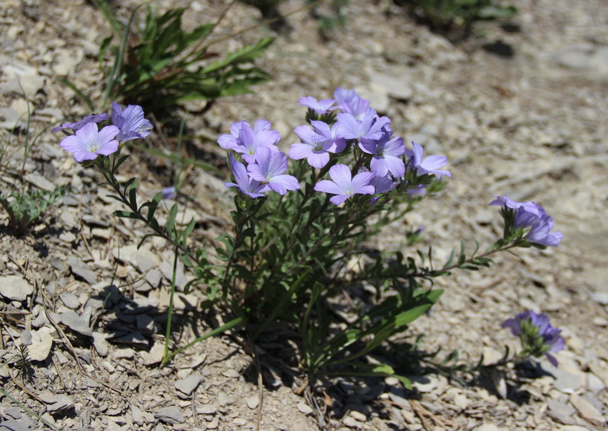 Image of Linum lanuginosum specimen.