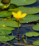Nymphoides peltata