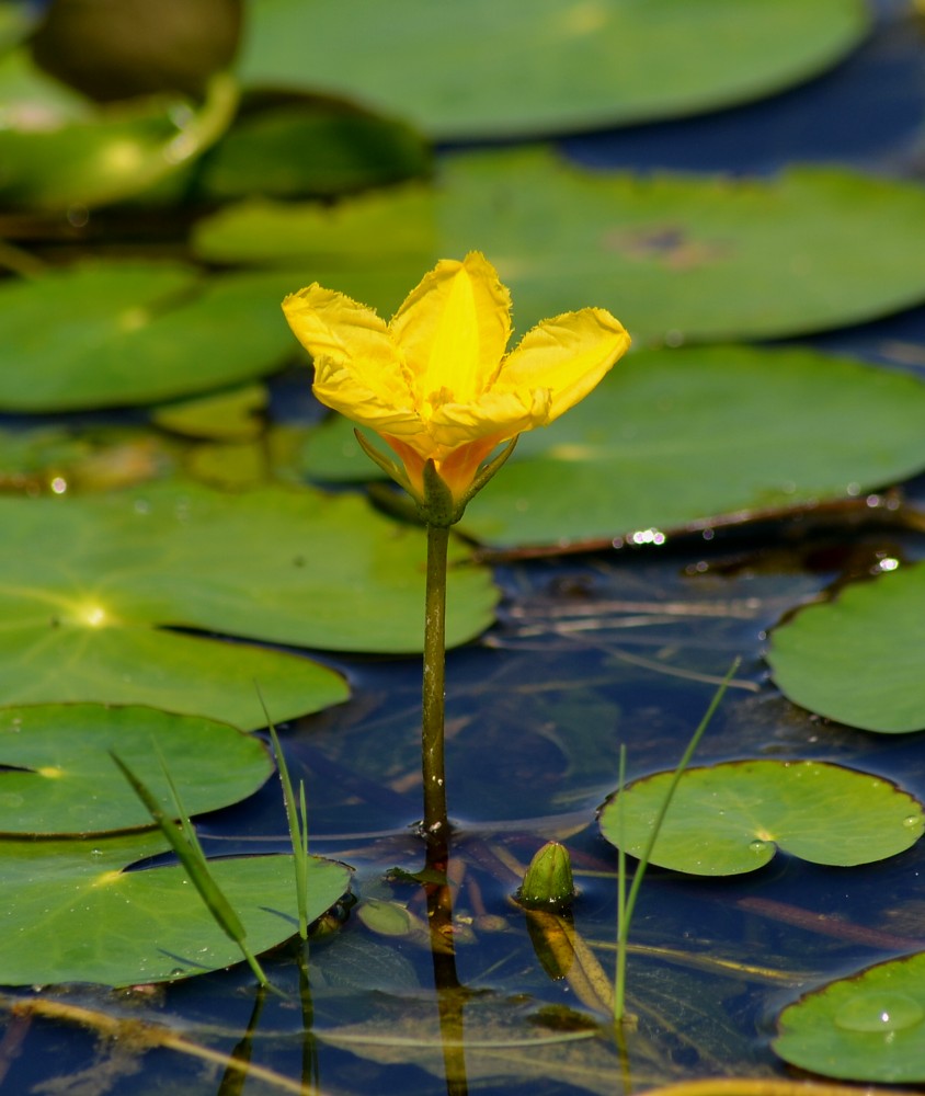 Image of Nymphoides peltata specimen.