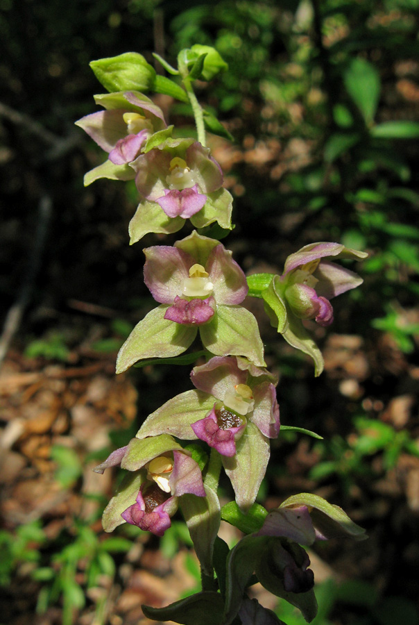 Image of Epipactis helleborine specimen.