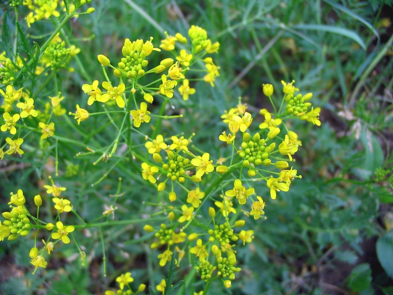 Изображение особи Rorippa sylvestris.