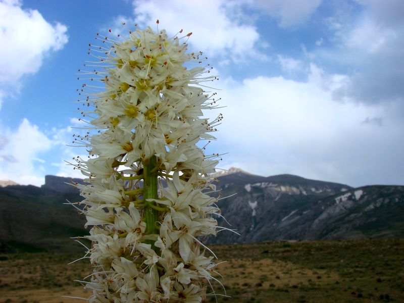 Изображение особи Eremurus kaufmannii.