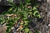 Crambe koktebelica