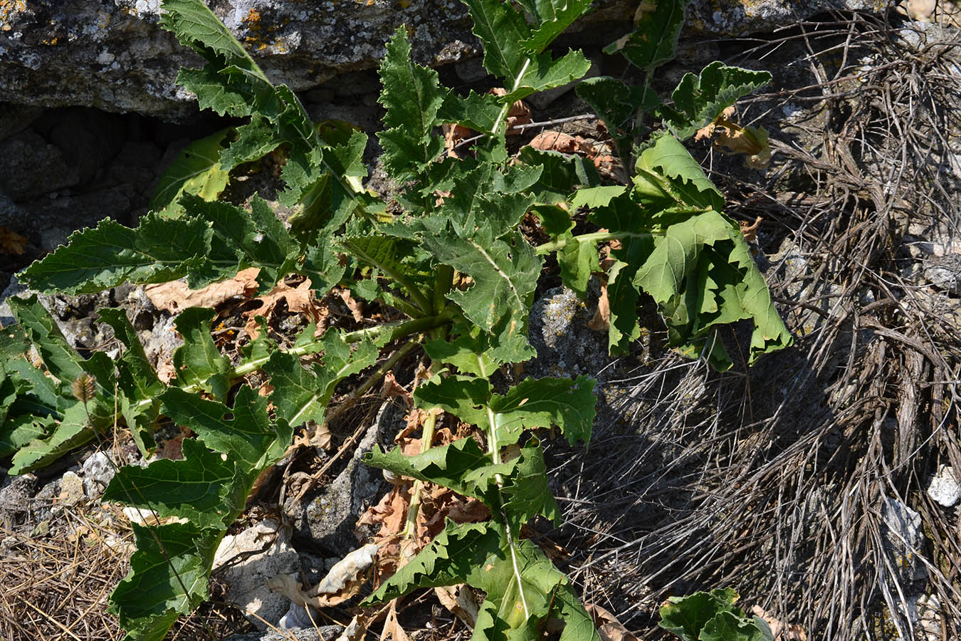 Изображение особи Crambe koktebelica.