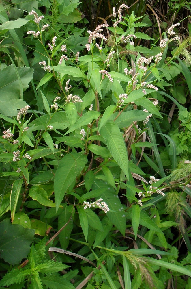 Изображение особи Persicaria lapathifolia.