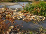 Alisma plantago-aquatica