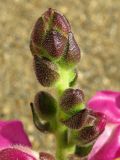 Antirrhinum majus