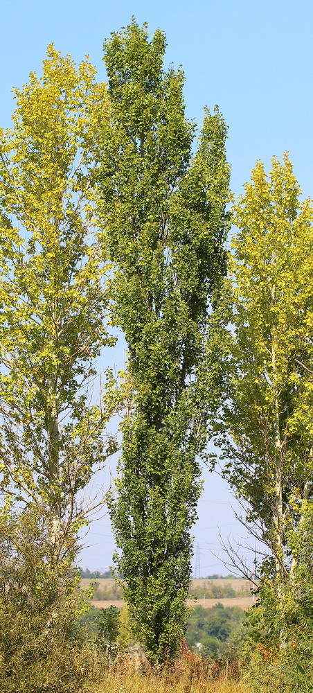 Image of Populus italica specimen.