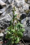 Valeriana ficariifolia