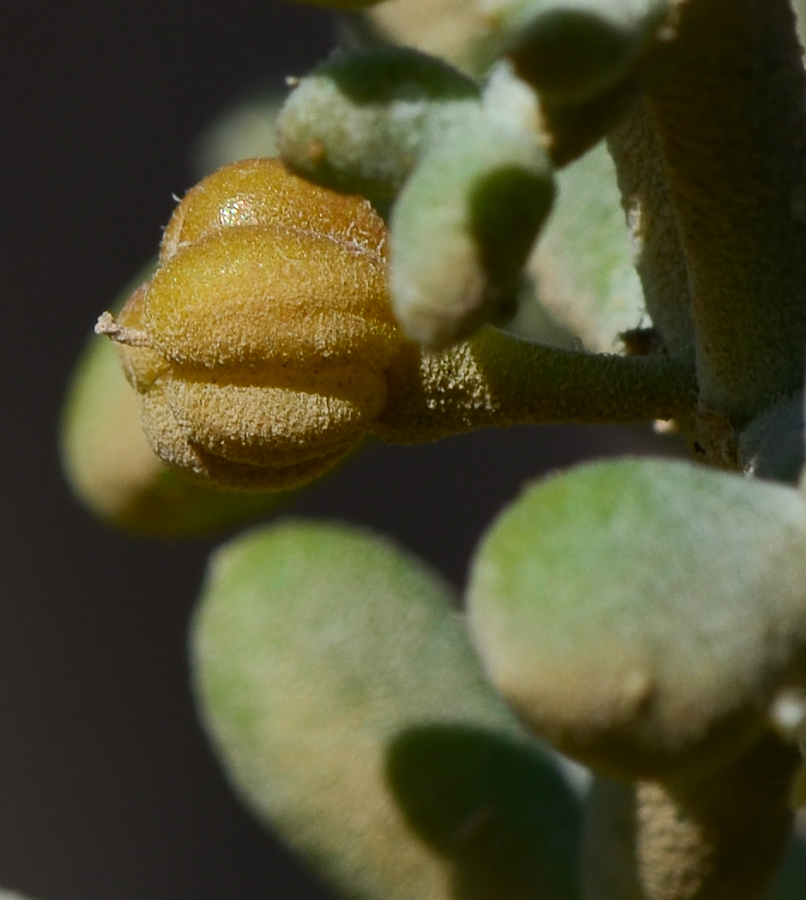 Изображение особи Tetraena alba.