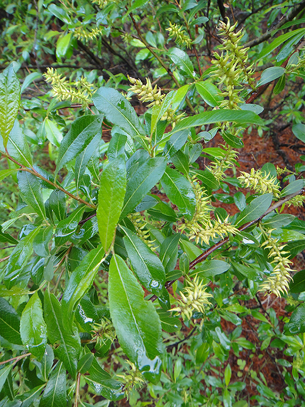 Image of Salix rhamnifolia specimen.