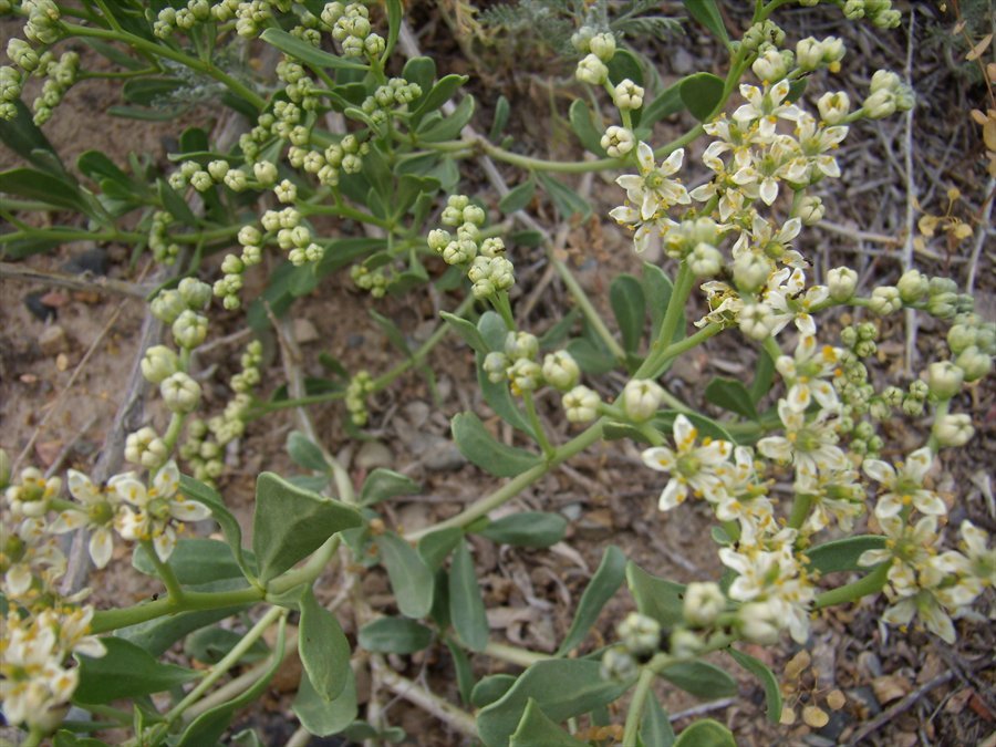 Image of Nitraria schoberi specimen.