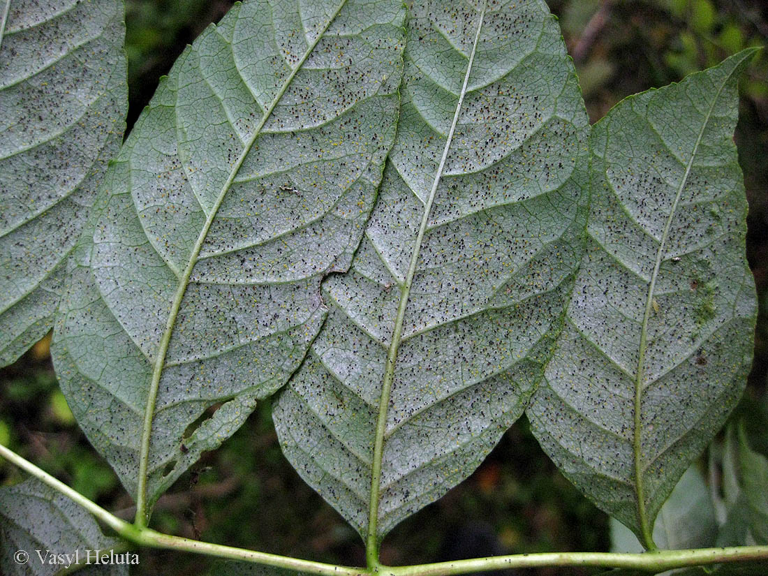 Изображение особи Fraxinus excelsior.