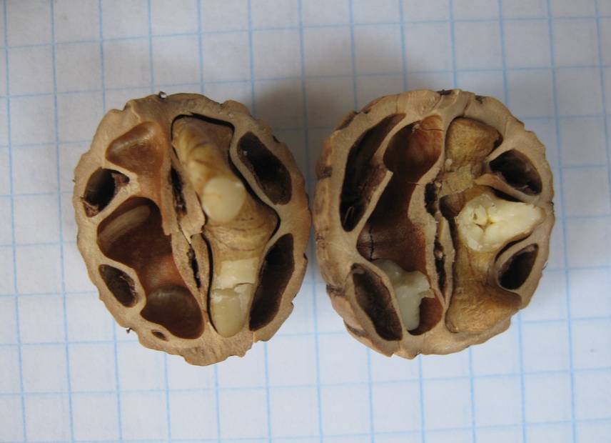 Image of Juglans microcarpa specimen.