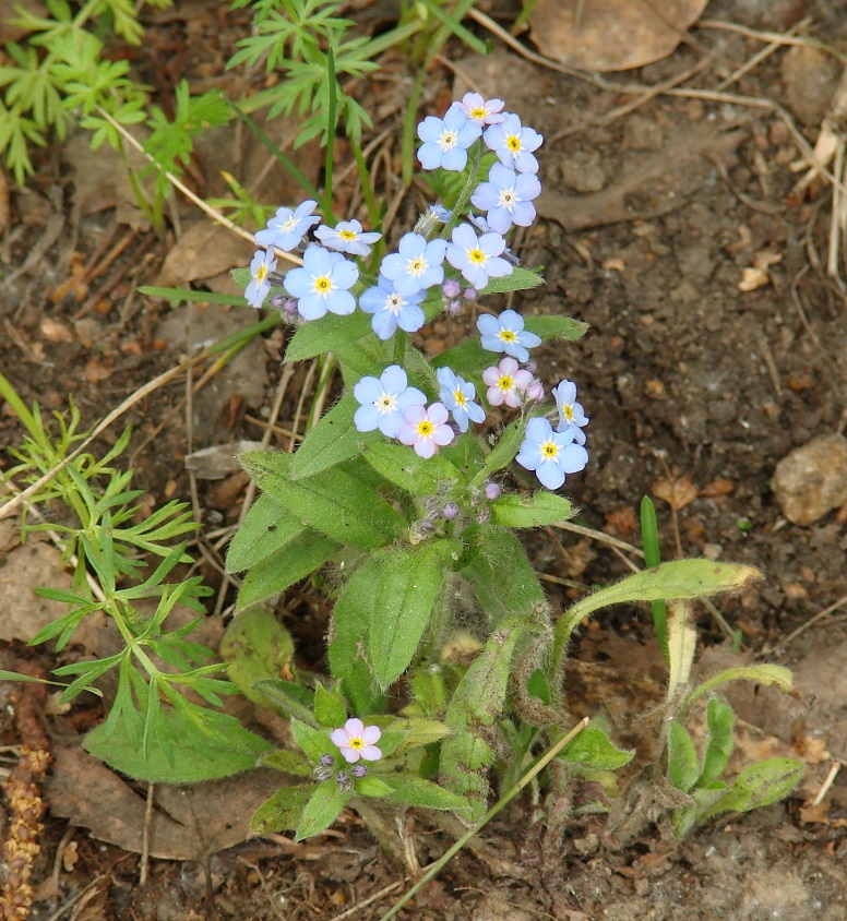 Изображение особи род Myosotis.