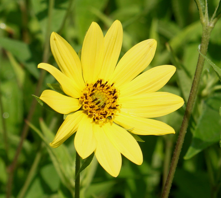 Image of Helianthella quinquenervis specimen.