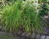 Carex crinita