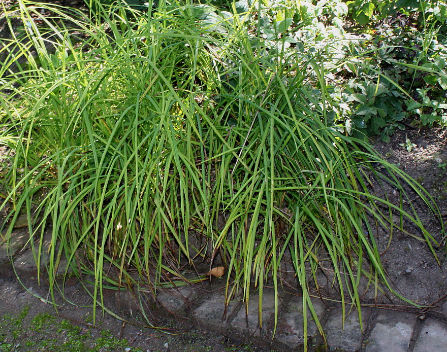 Image of Carex crinita specimen.