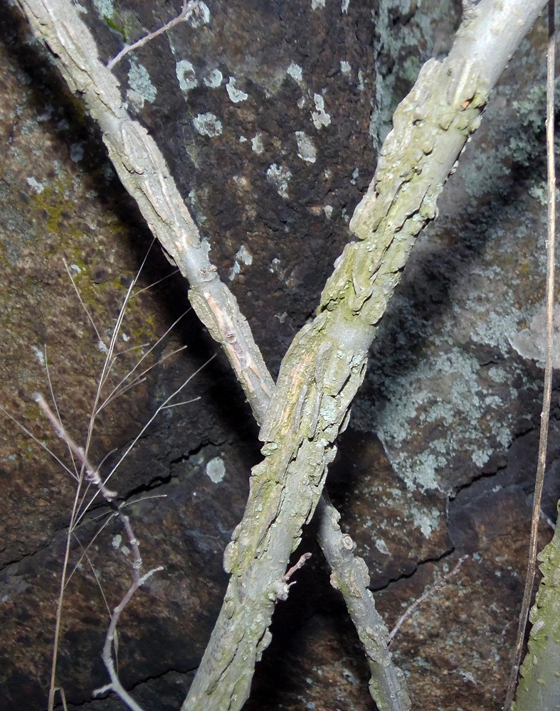 Image of Euonymus verrucosus specimen.