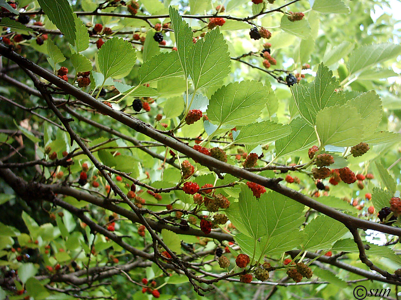 Изображение особи Morus alba.