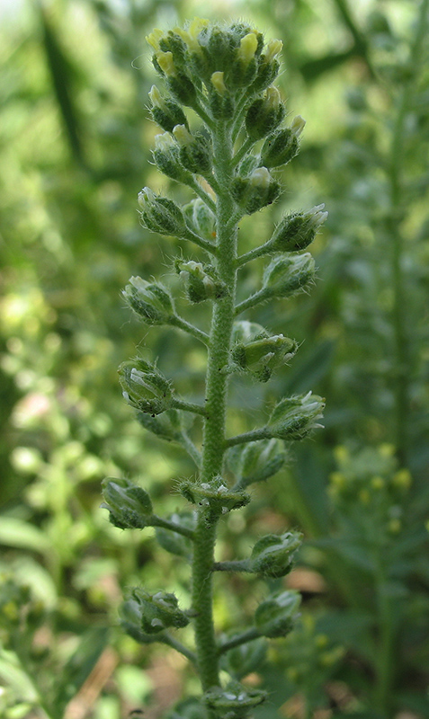 Image of Alyssum alyssoides specimen.