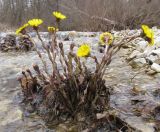 Tussilago farfara. Цветущее растение. Краснодарский край, Абинский р-н, окр. станицы Шапсугская, р. Адегой. 08.03.2014.