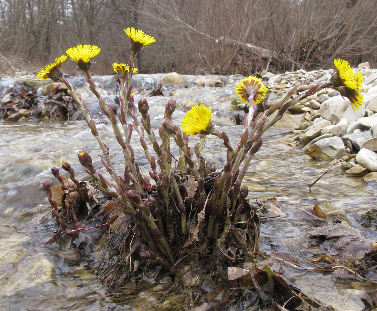 Image of Tussilago farfara specimen.