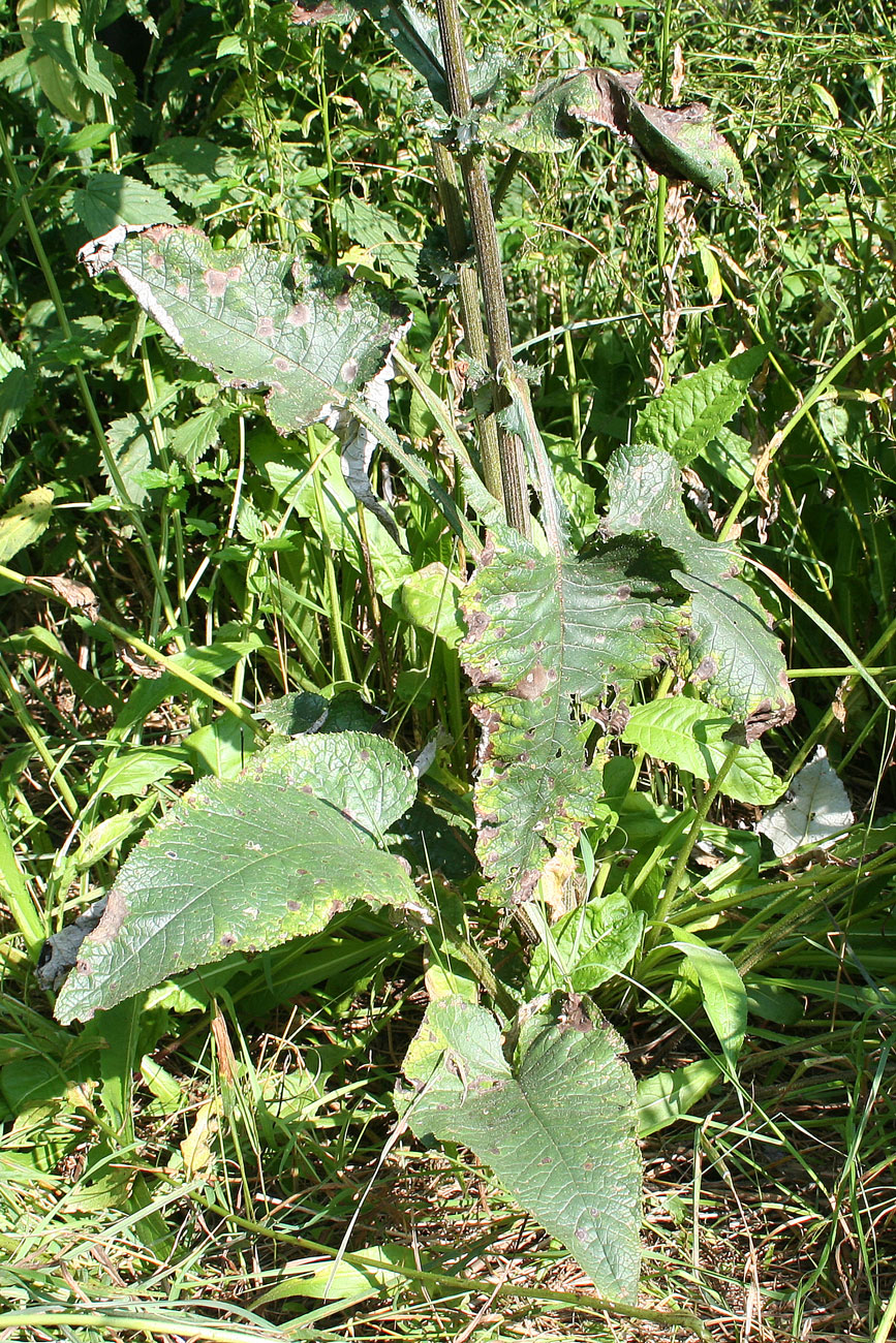 Image of Alfredia cernua specimen.