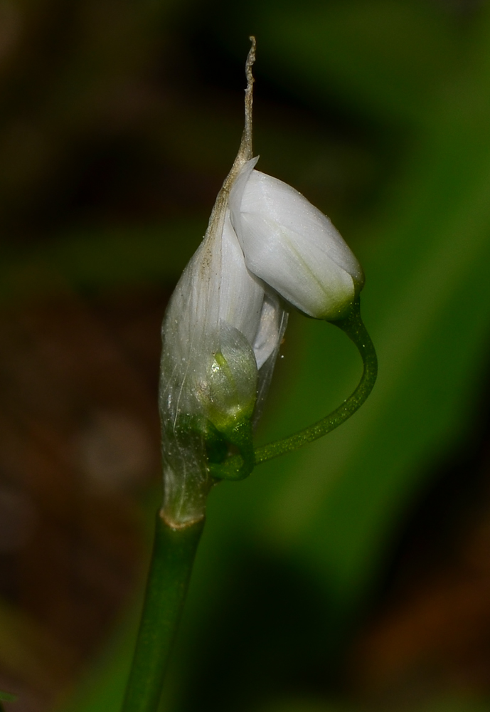 Изображение особи Allium neapolitanum.